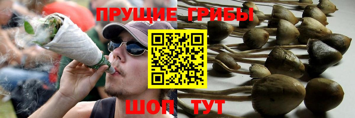 Самара  Псилоцибиновые грибы GOLDEN TEACHER  Вход с VPN 